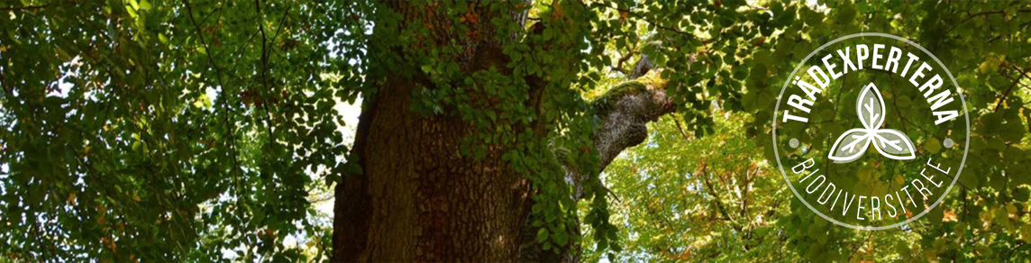 Trädexperterna – Biodiversitree